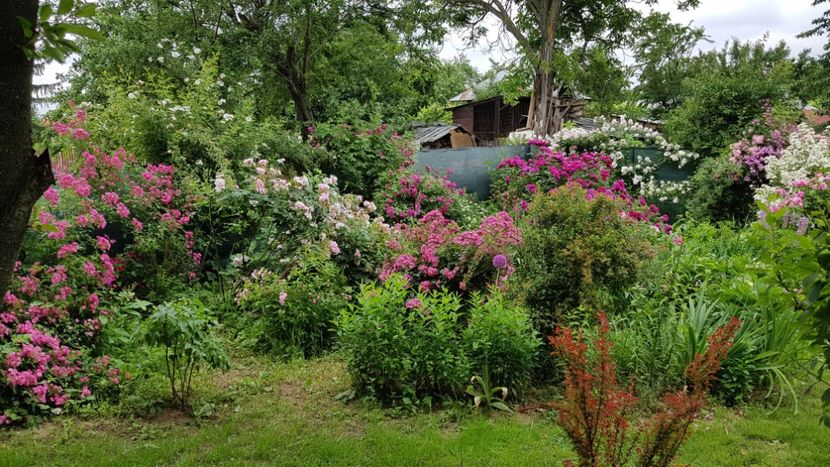  - 2019 Iunie Idilic Garden