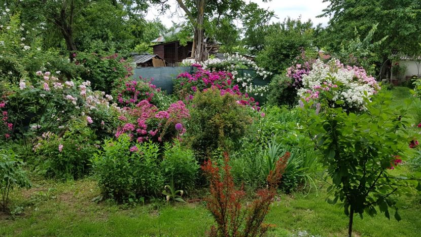  - 2019 Iunie Idilic Garden