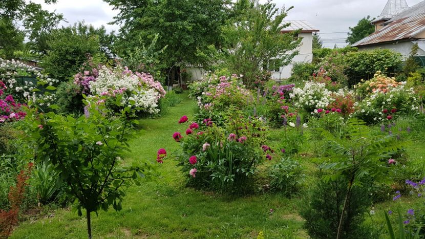  - 2019 Iunie Idilic Garden