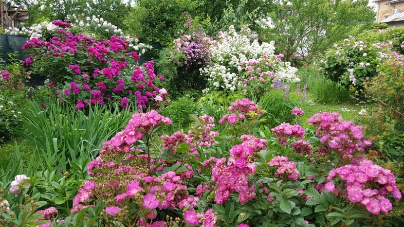 Sibelius - 2019 Iunie Idilic Garden