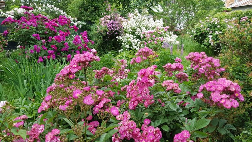 Sibelius,  Gypsy Boy - 2019 Iunie Idilic Garden