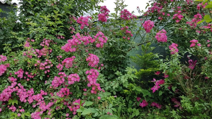  - 2019 Iunie Idilic Garden