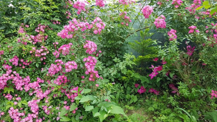  - 2019 Iunie Idilic Garden
