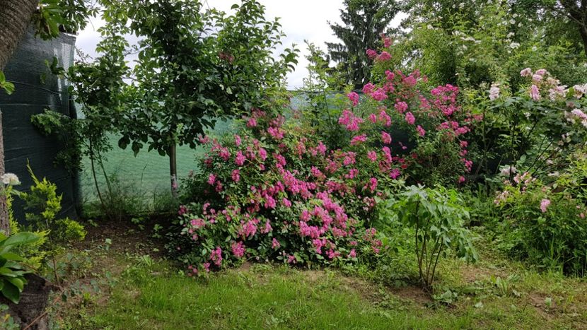  - 2019 Iunie Idilic Garden