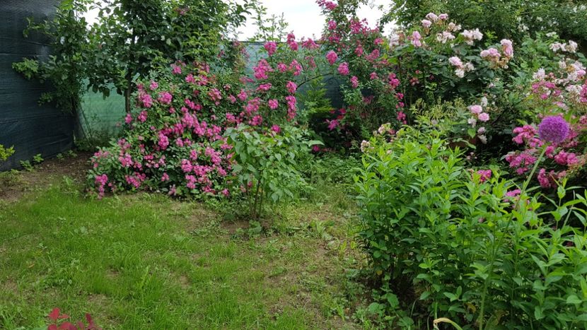  - 2019 Iunie Idilic Garden