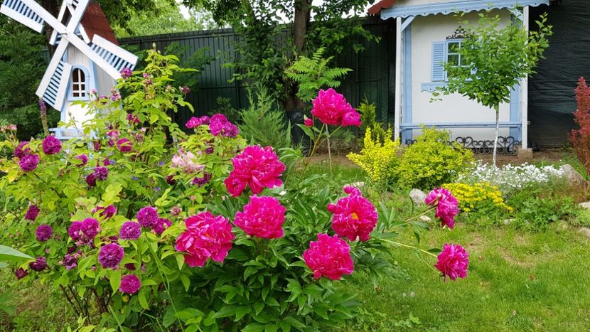  - 2019 Iunie Idilic Garden