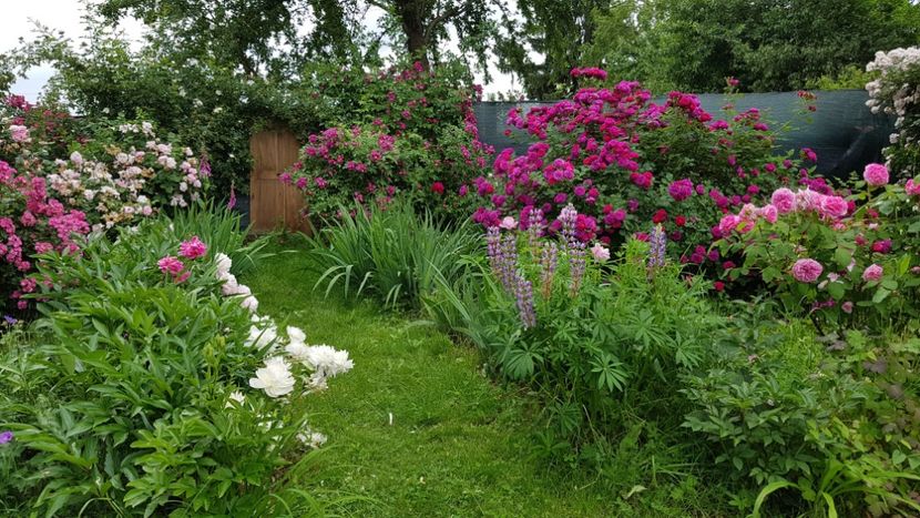  - 2019 Iunie Idilic Garden