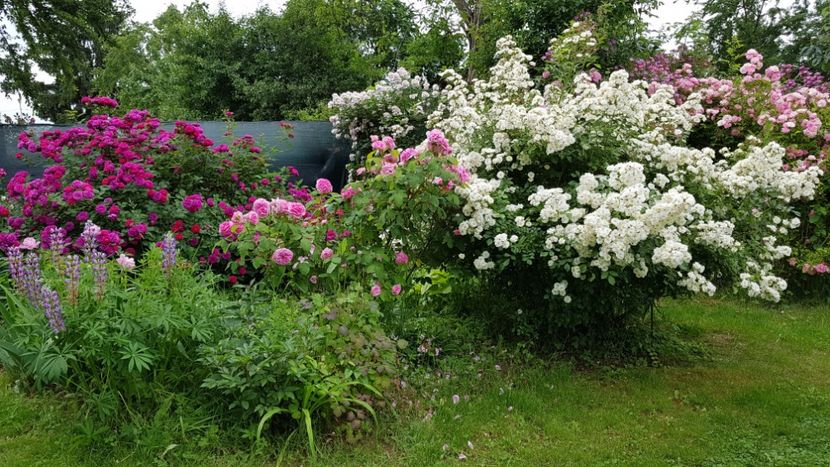  - 2019 Iunie Idilic Garden