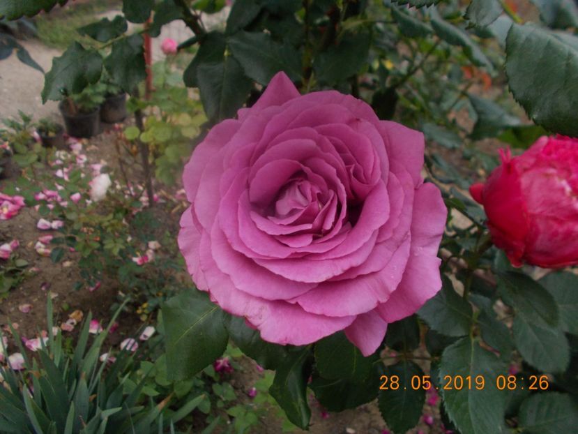  - Trandafiri 2019