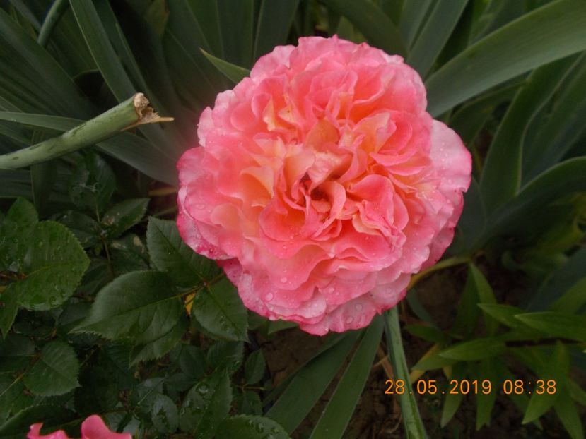 - Trandafiri 2019