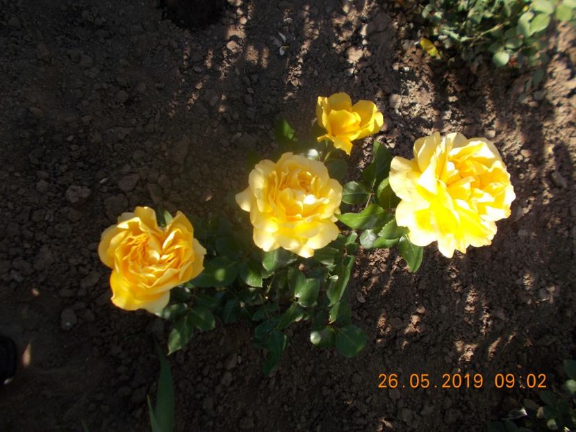  - Trandafiri 2019