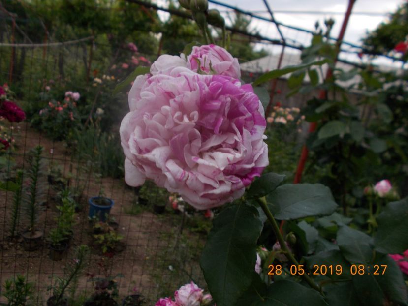  - Trandafiri 2019