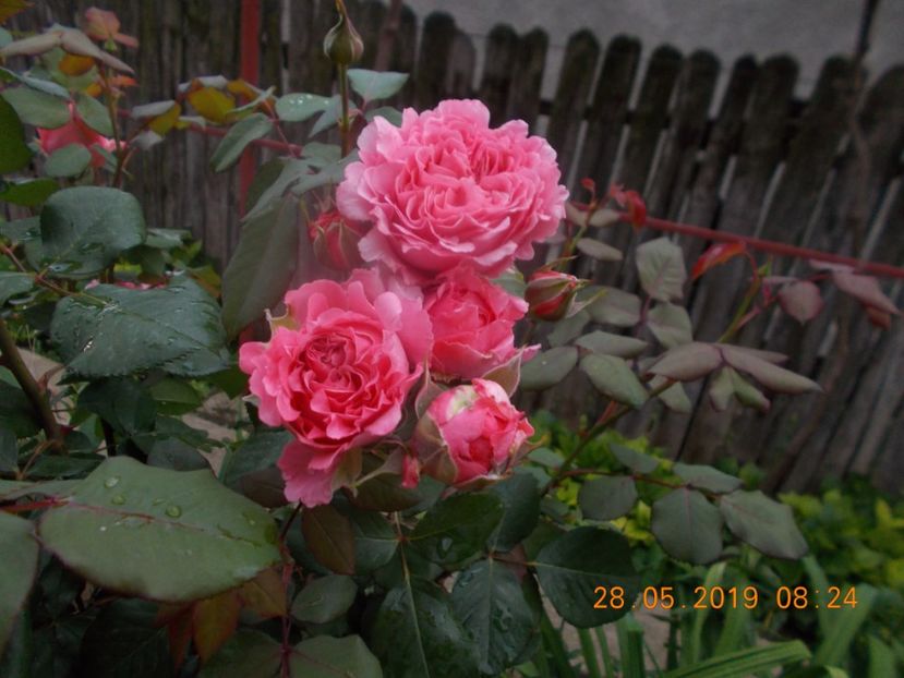  - Trandafiri 2019