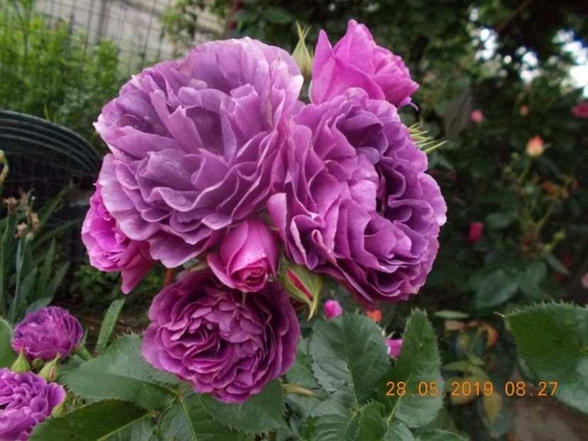 - Trandafiri 2019