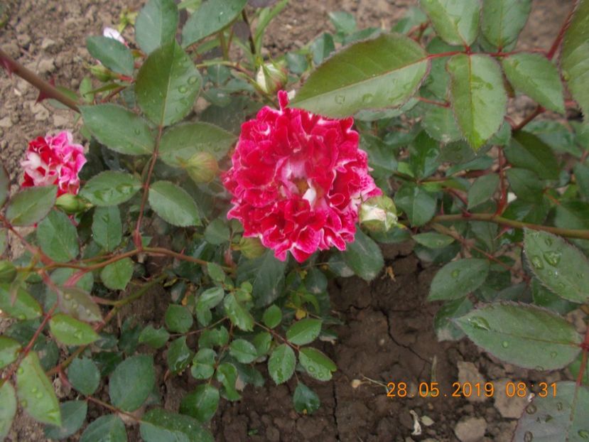  - Trandafiri 2019