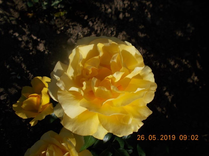  - Trandafiri 2019