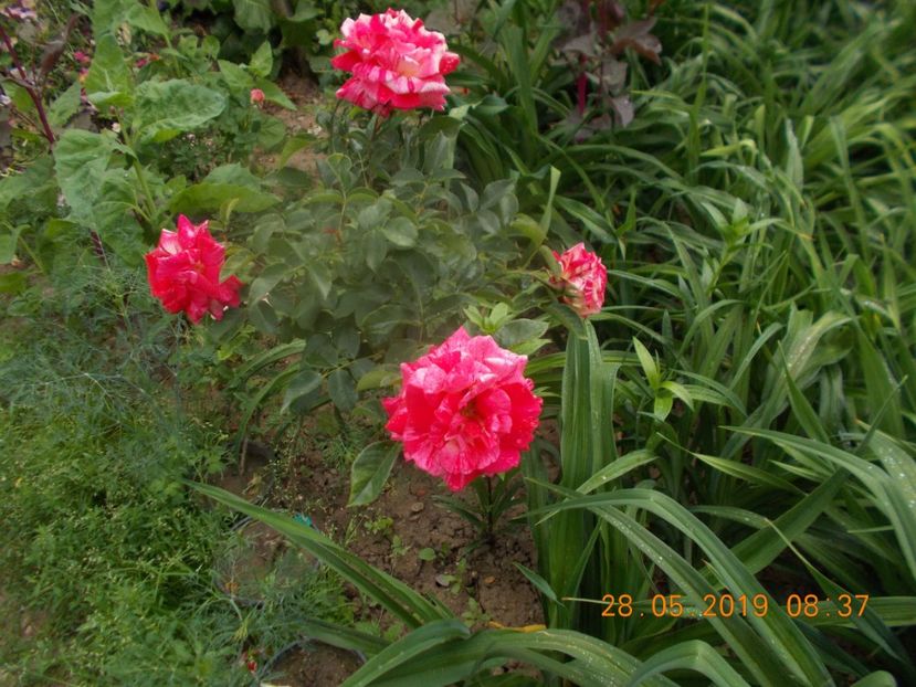  - Trandafiri 2019