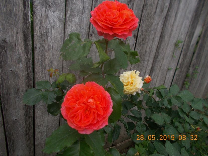  - Trandafiri 2019