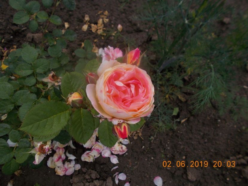  - Trandafiri 2019