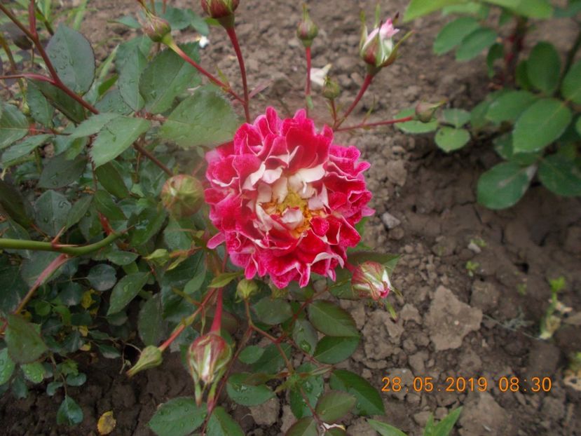  - Trandafiri 2019