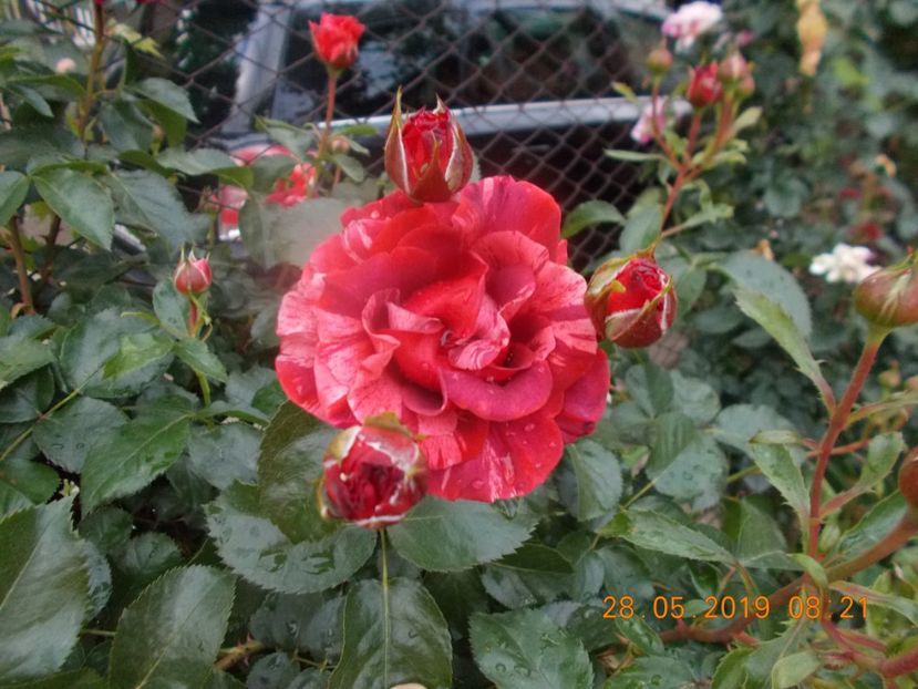  - Trandafiri 2019
