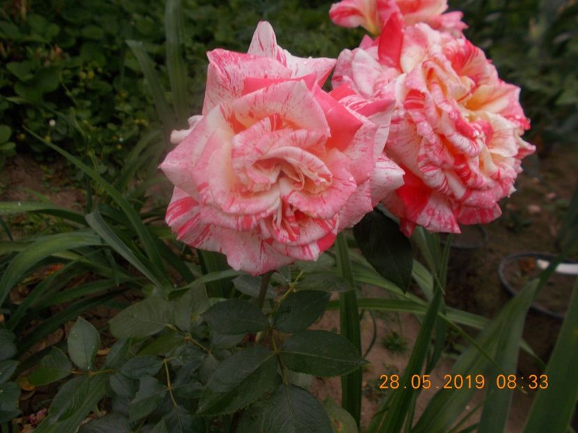  - Trandafiri 2019