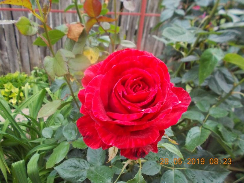  - Trandafiri 2019