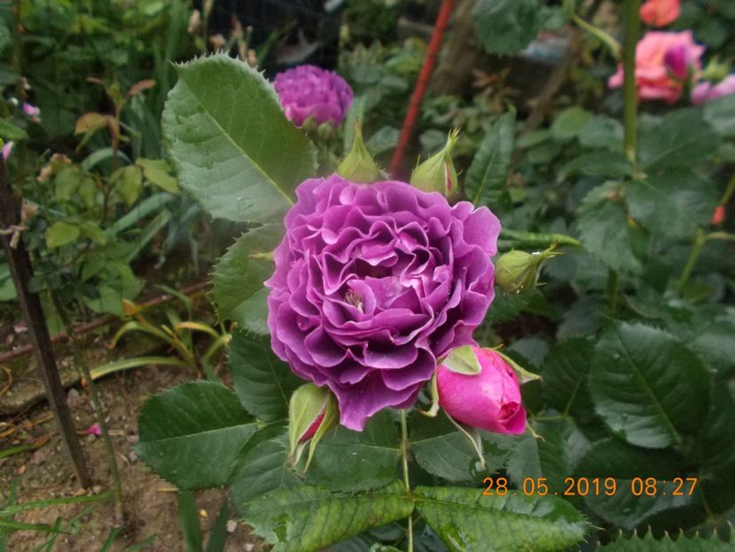  - Trandafiri 2019