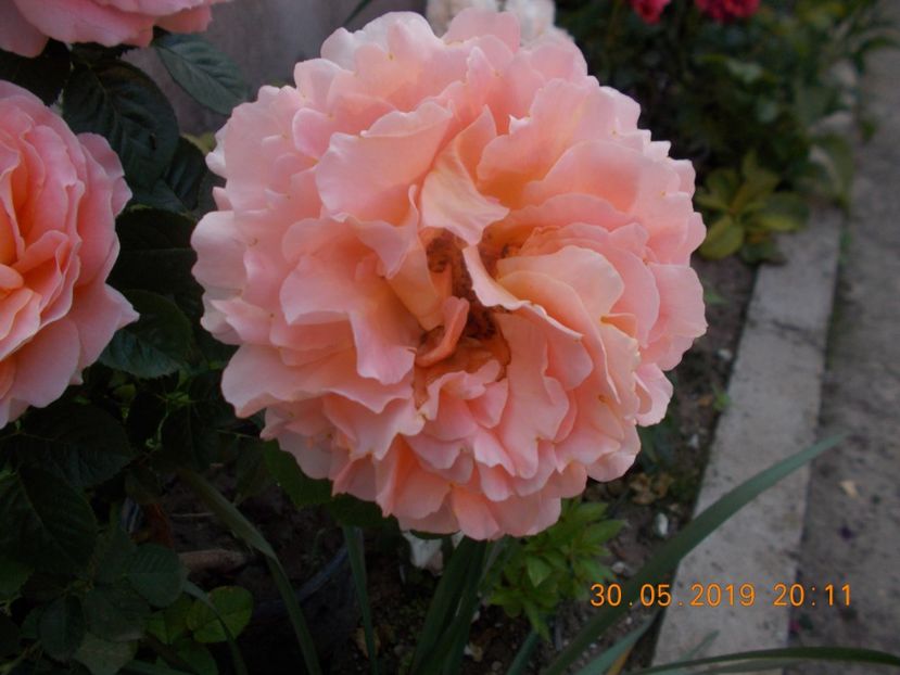  - Trandafiri 2019