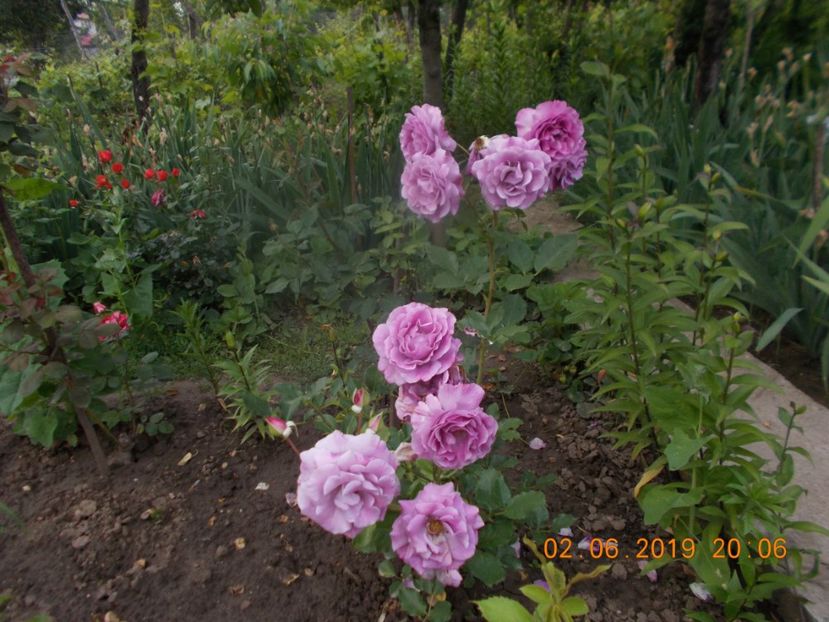  - Trandafiri 2019