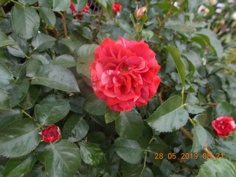  - Trandafiri 2019