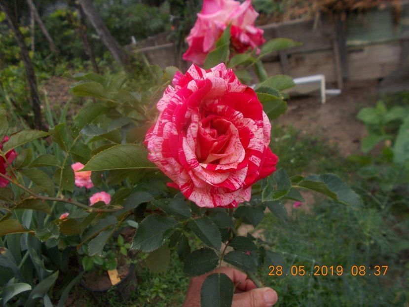  - Trandafiri 2019