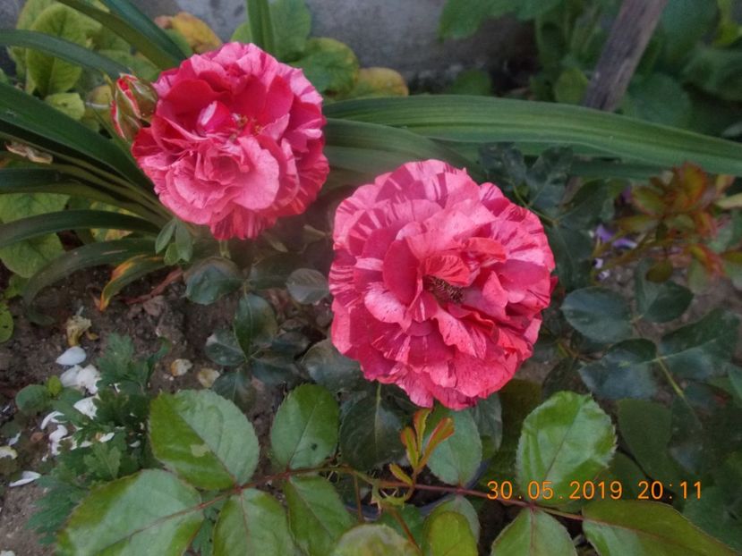  - Trandafiri 2019