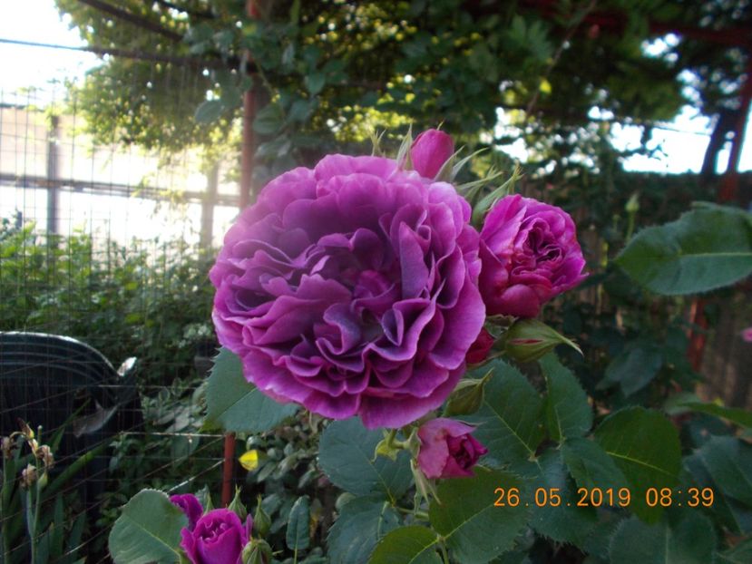  - Trandafiri 2019