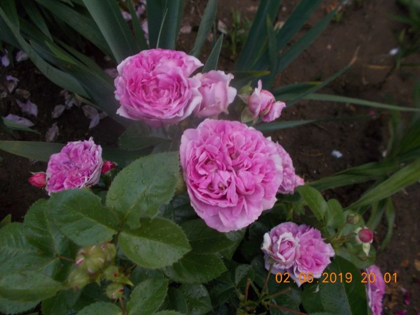  - Trandafiri 2019