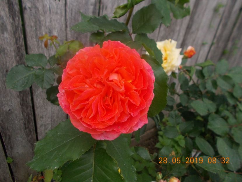  - Trandafiri 2019