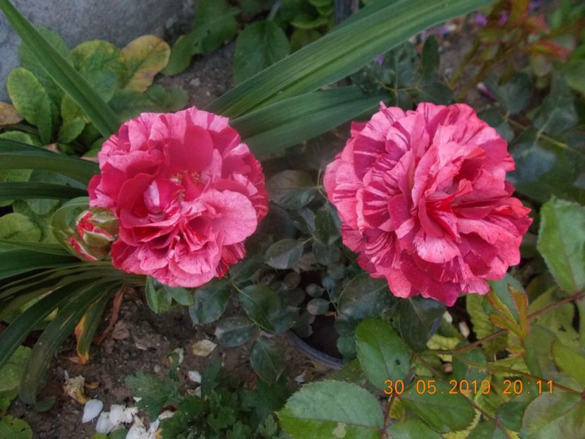 poseidon - Trandafiri 2019