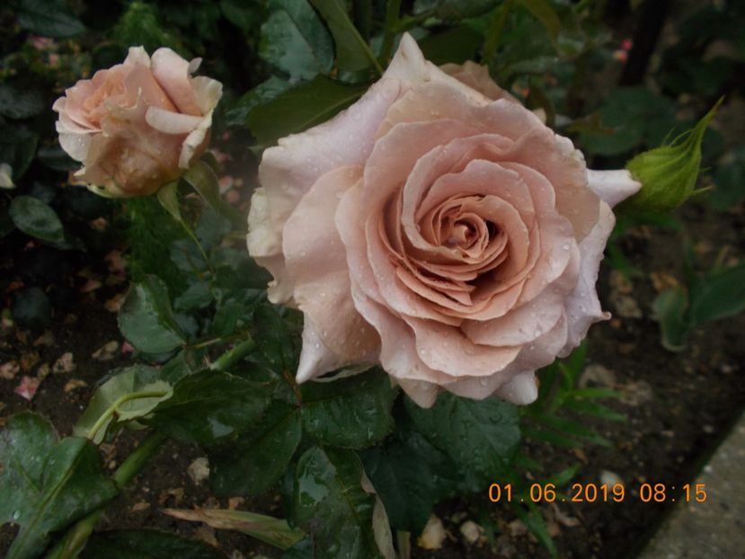  - Trandafiri 2019