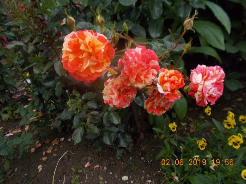  - Trandafiri 2019