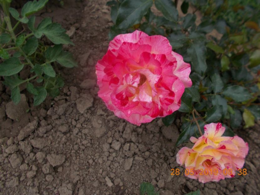  - Trandafiri 2019