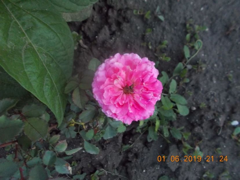 ??? - Trandafiri 2019