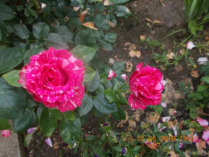  - Trandafiri 2019