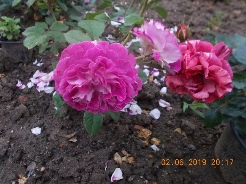 - Trandafiri 2019