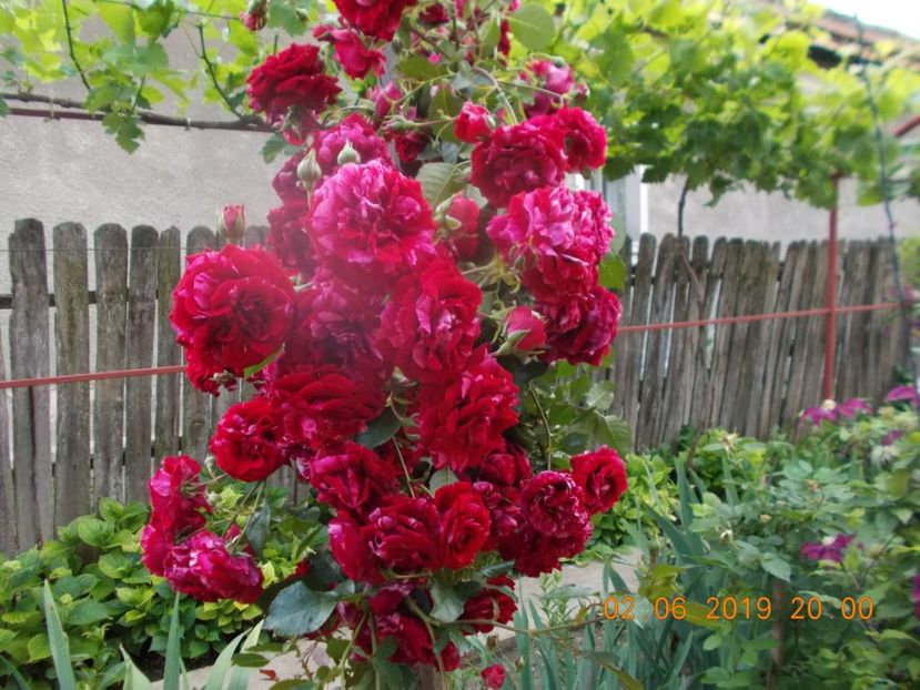  - Trandafiri 2019