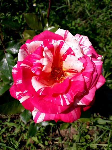  - TRANDAFIRI 2018-2019