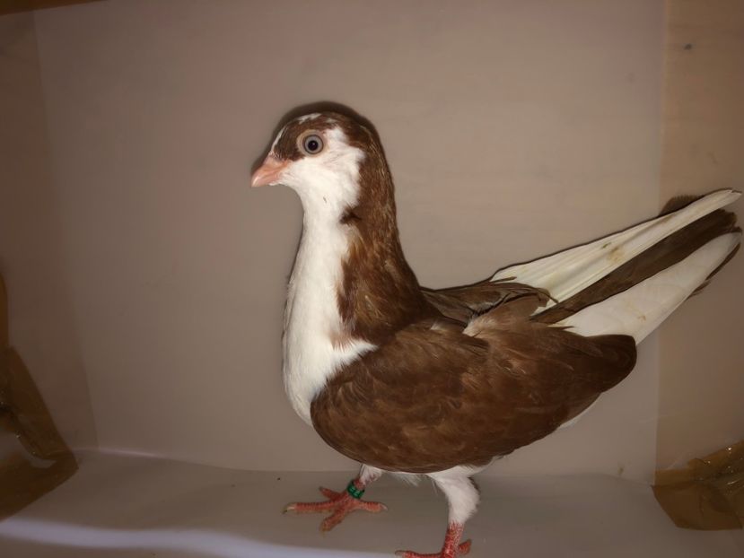 6891  mascul  2019_1 - tineret 2019