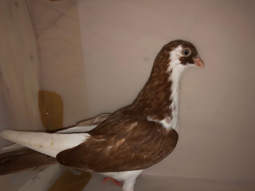 6891  mascul  2019_2 - tineret 2019