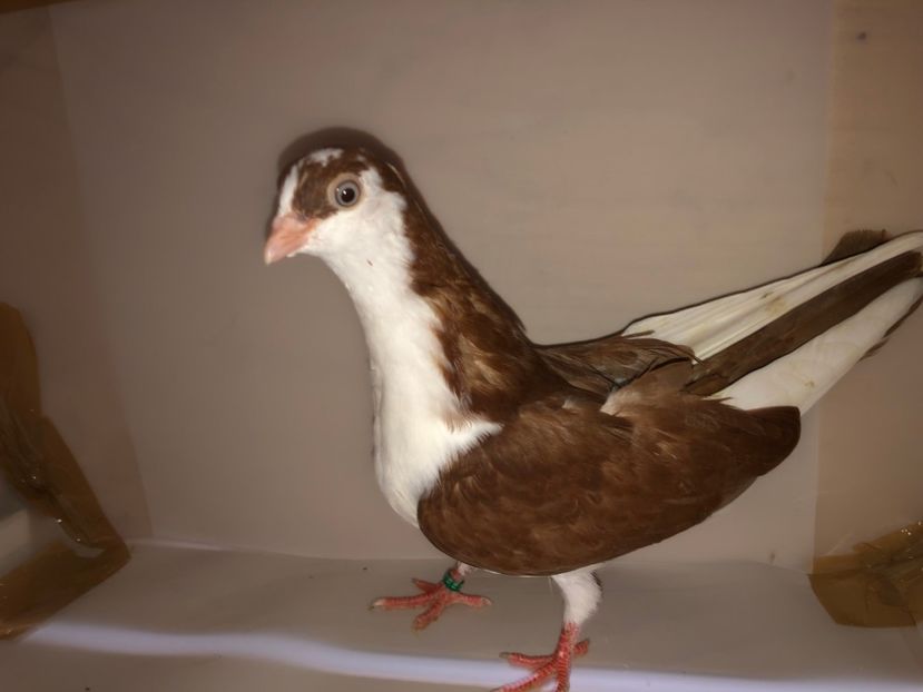 6891  mascul  2019_3 - tineret 2019