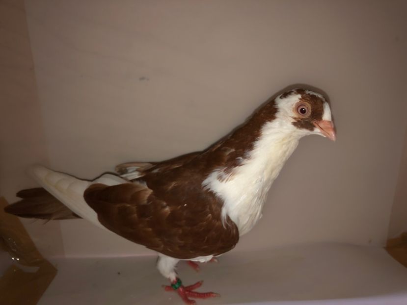 6868  mascul  2019_1 - tineret 2019