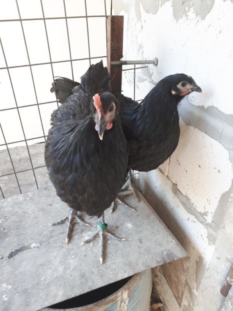  - Pui gaina 2019